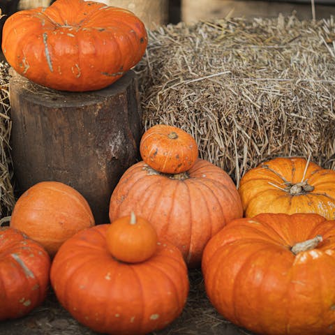 Orange Pumpkins on Brown Hay