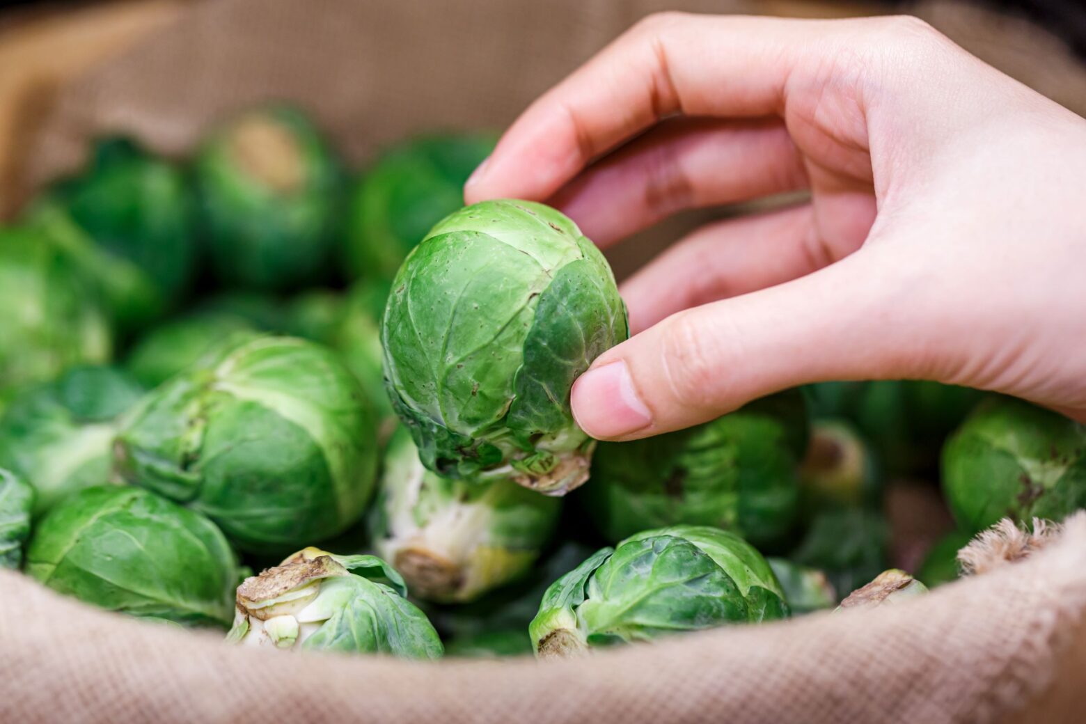 Hand holding a large Brussels sprout above a basket of Brussels sprouts