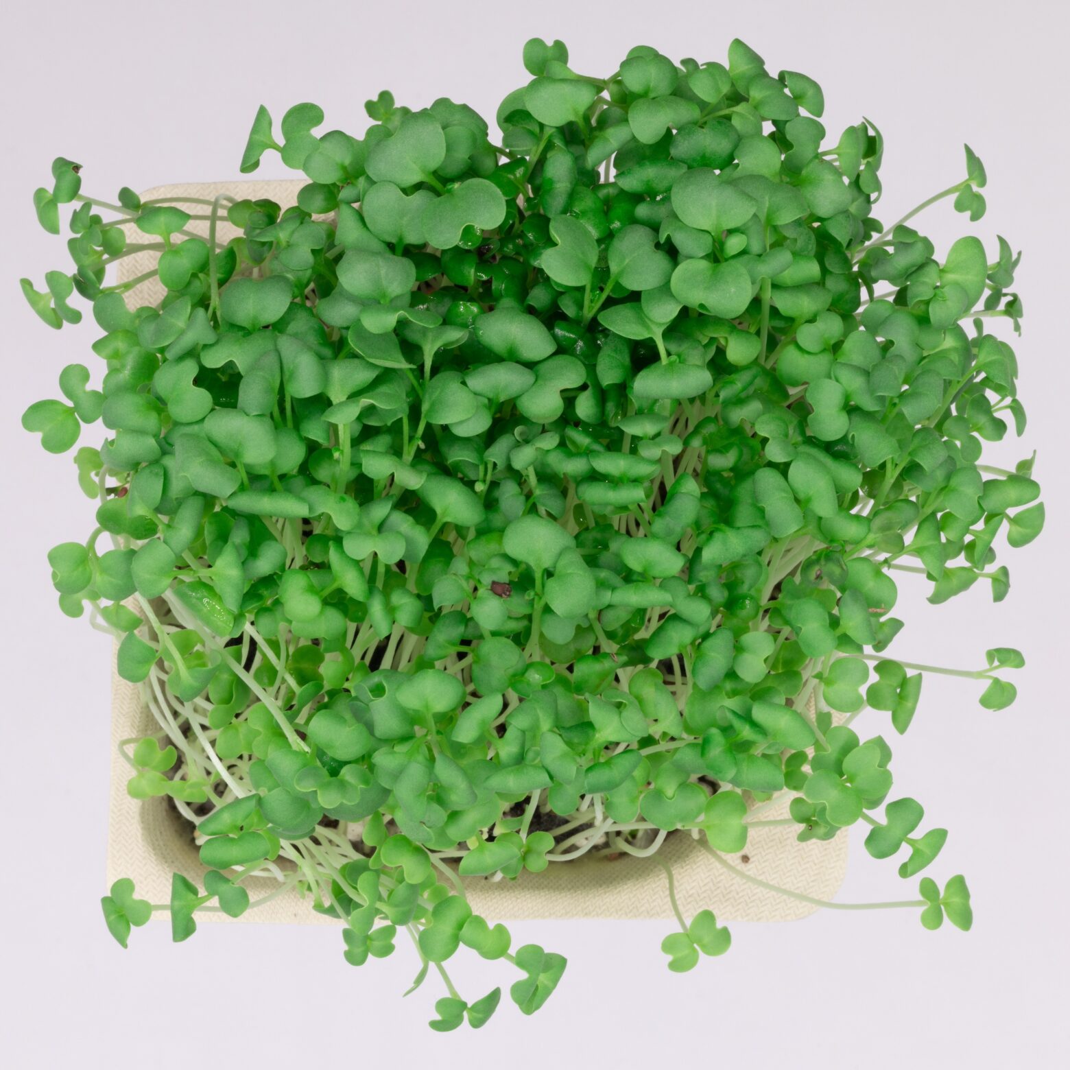 Mustard microgreens from a bird's eye view.