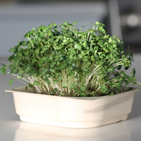 A tray of mustard microgreens on a counter.