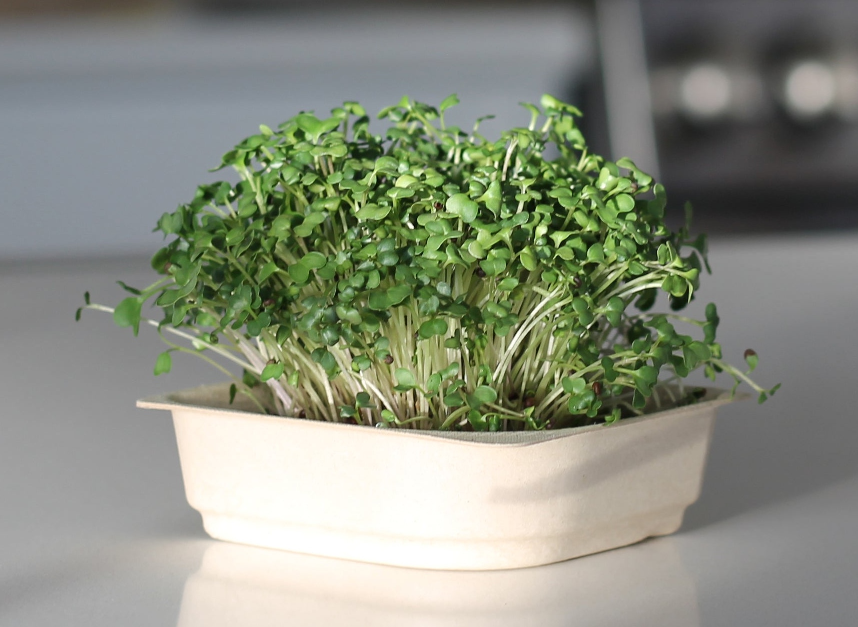 A tray of mustard microgreens on a counter.