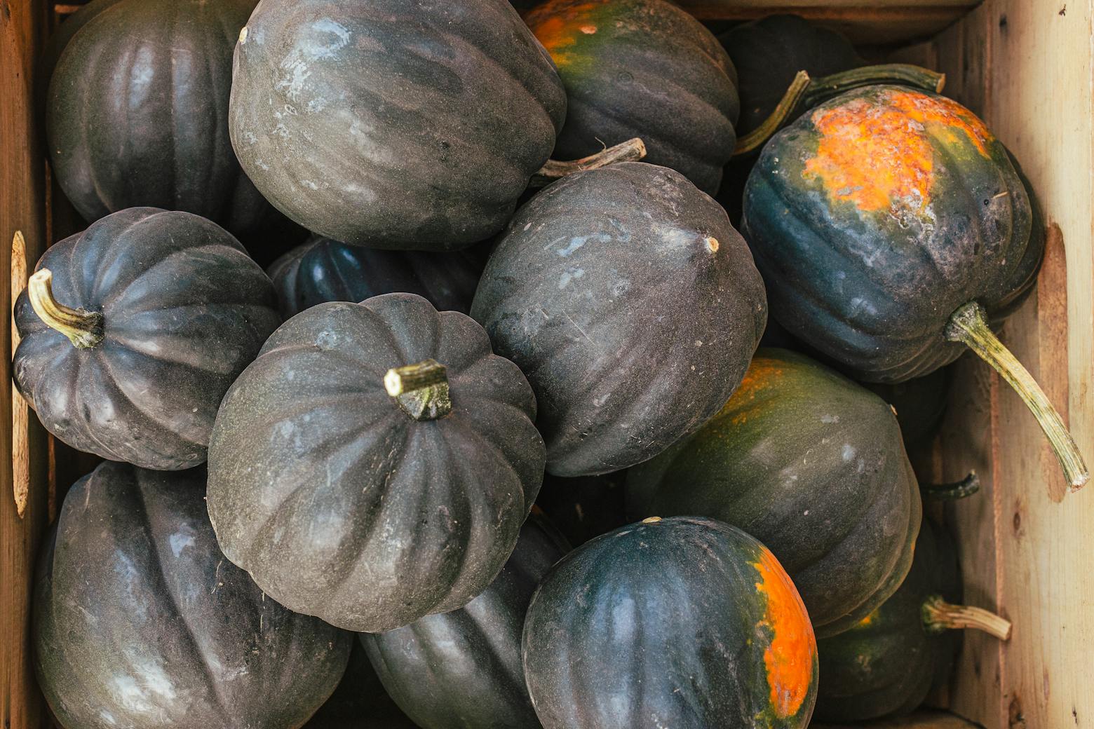 Acorn squash collected in a box.