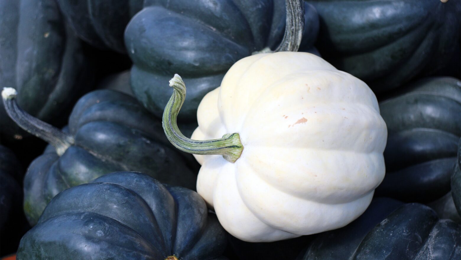 A white acorn squash sitting in a pile of green acorn squash.