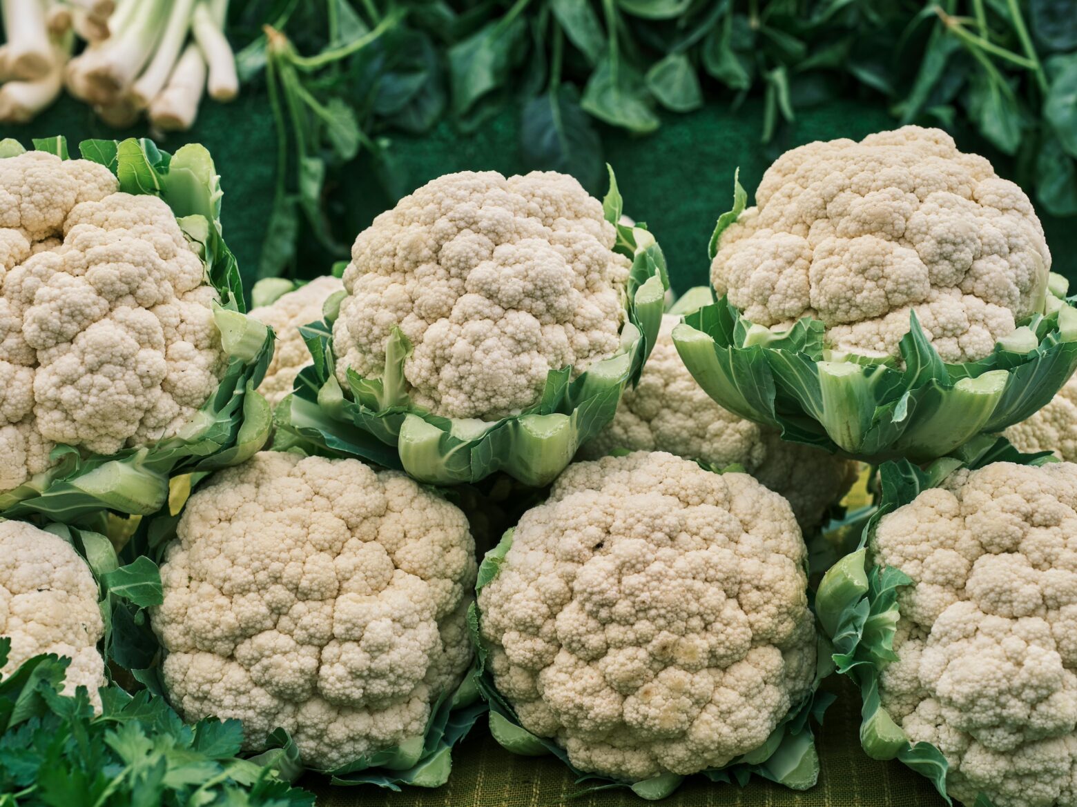 Cauliflower bunches up close in a line.