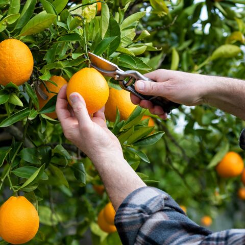 A man cutting an orange off a tree with sheers.