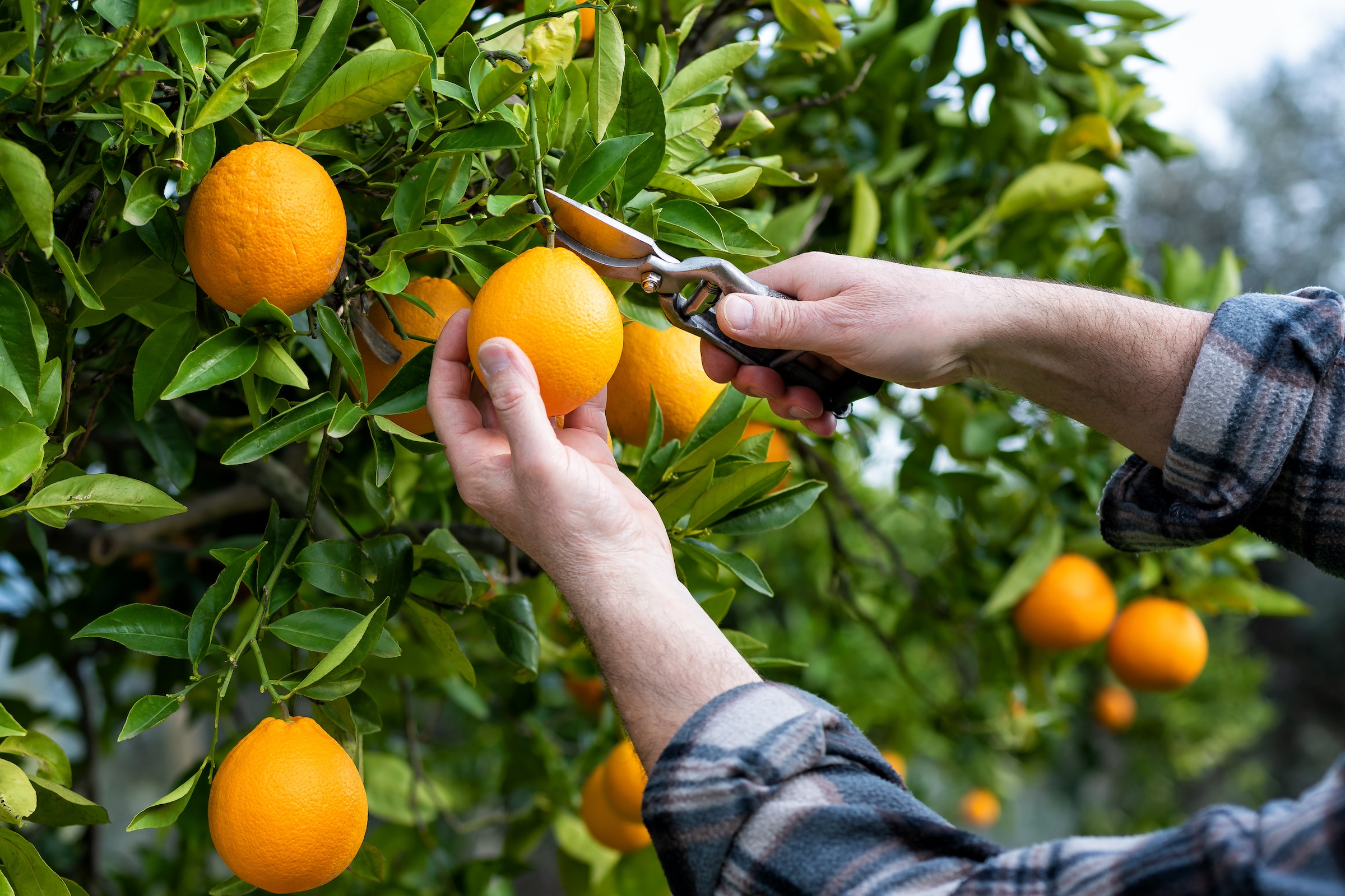 A man cutting an orange off a tree with sheers.