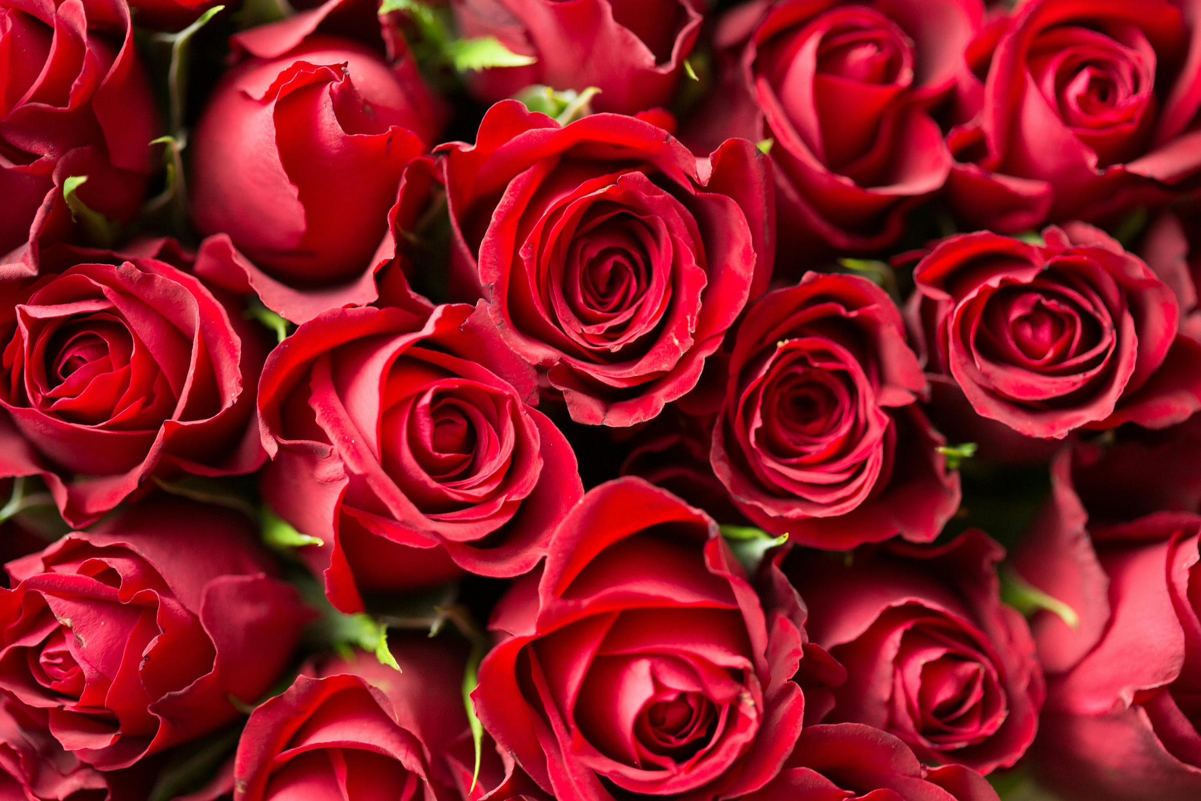 A pile of red roses for valentine's and galentine's day.