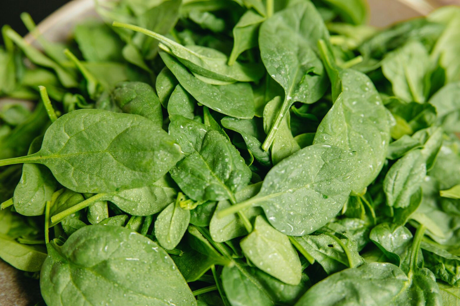 Spinach that was just washed with water droplets.