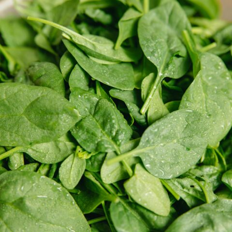 Spinach that was just washed with water droplets.