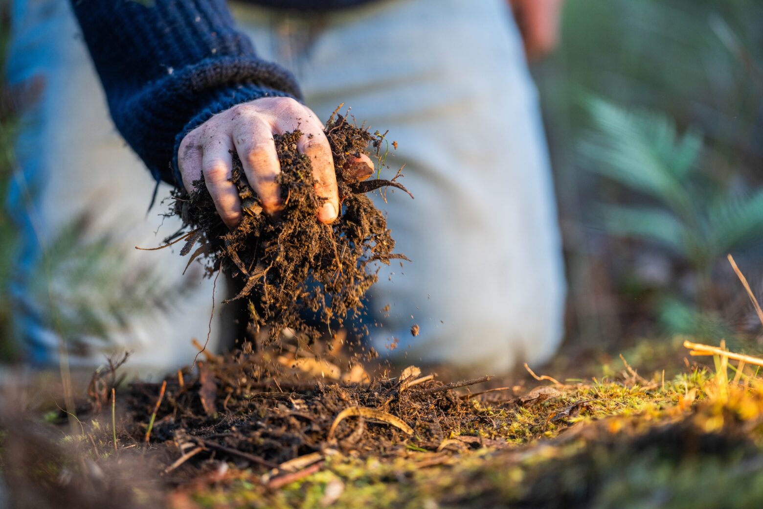 Hand holding compost