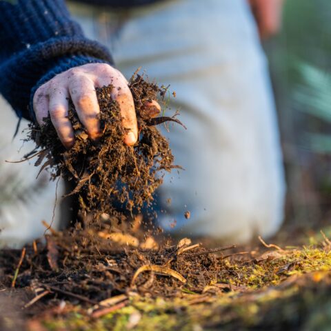 Hand holding compost