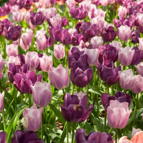 Field of purple flowers.