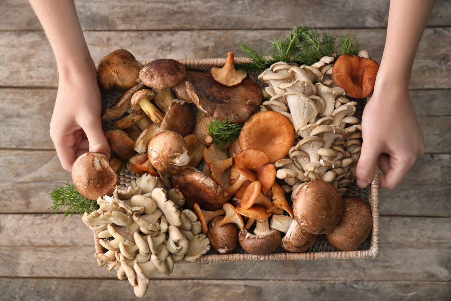 Above shot of a basket of different types of mushrooms in various colors.