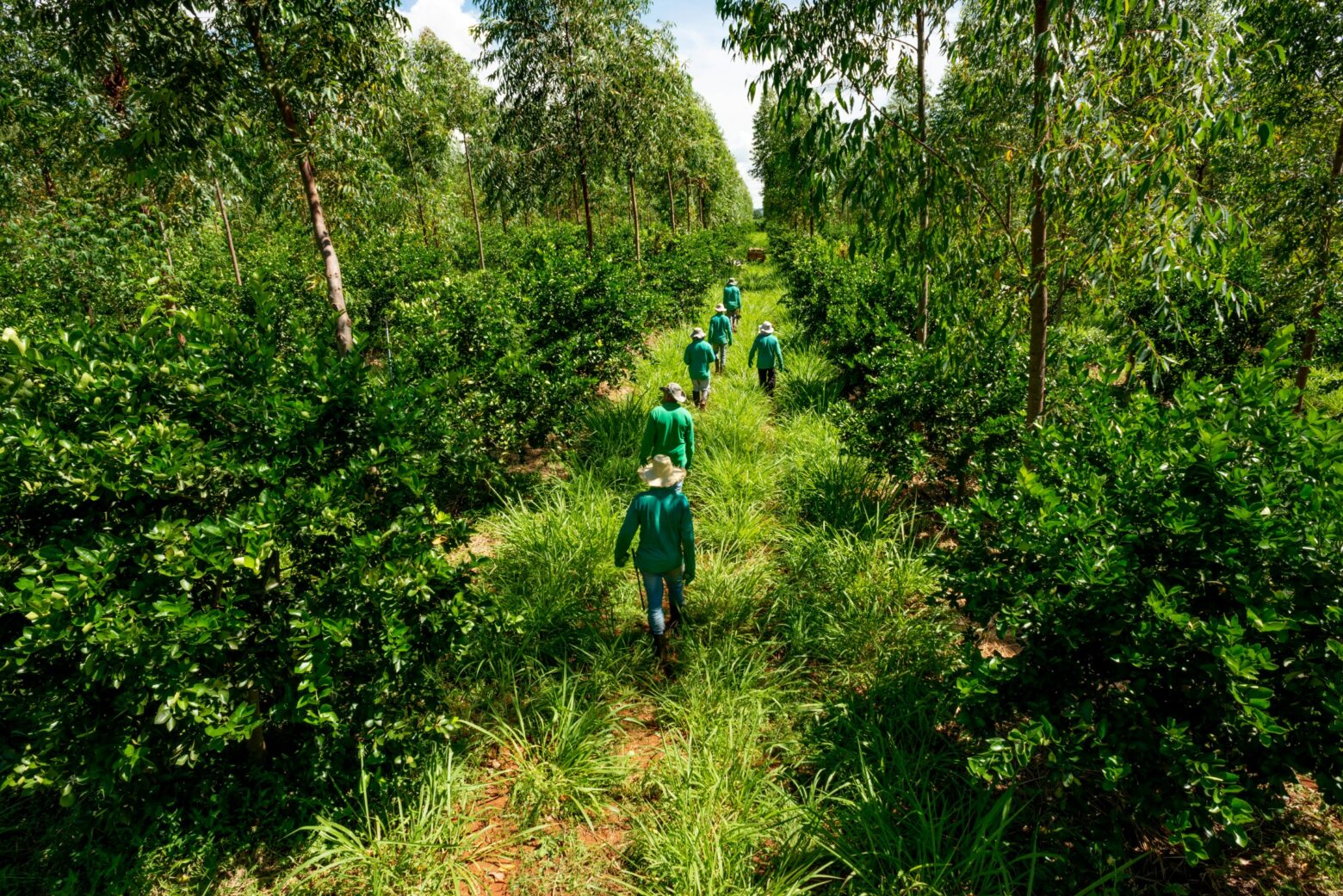 Workers walking through a lush row of palm trees and lime trees.
