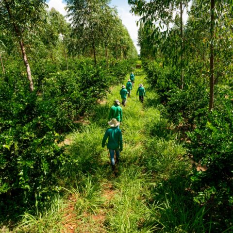 Workers walking through a lush row of palm trees and lime trees.