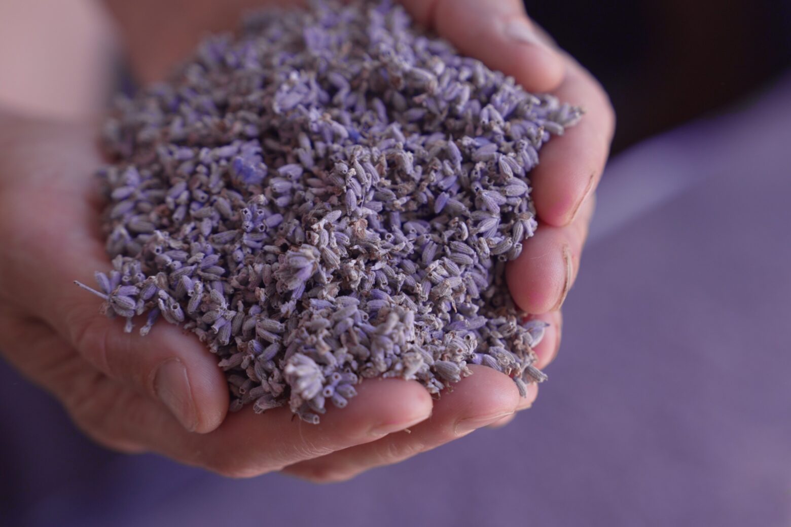Hands full of fresh lavender buds