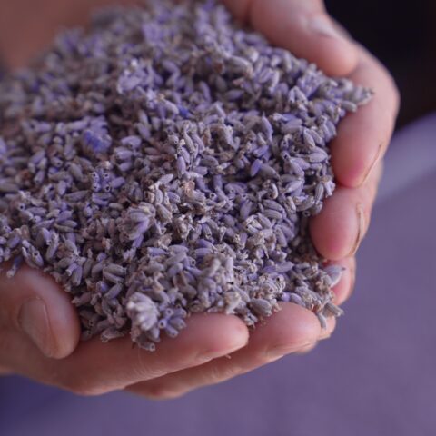 Hands full of fresh lavender buds