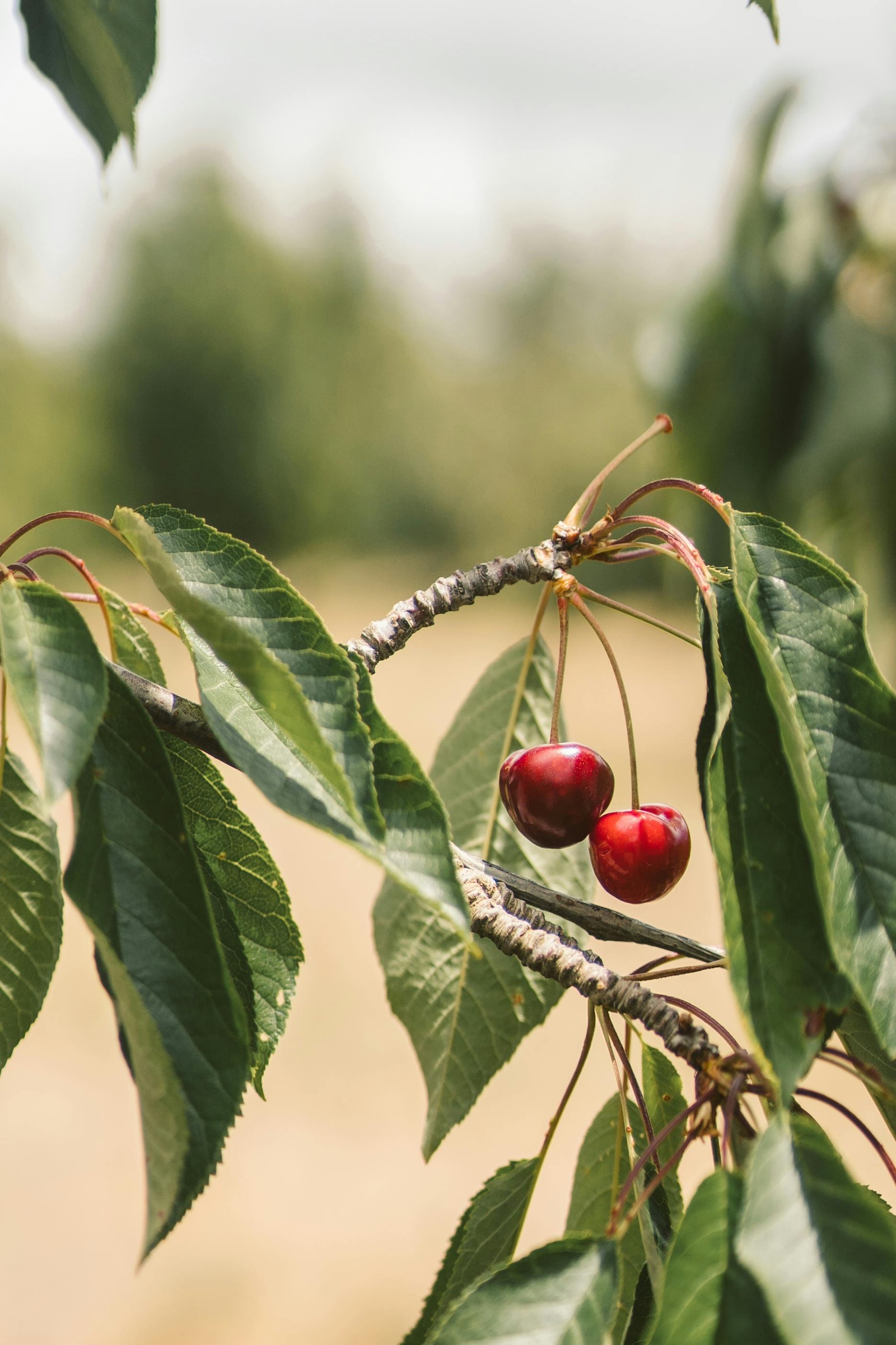 Cherries hanging off of a branch of a tree.
