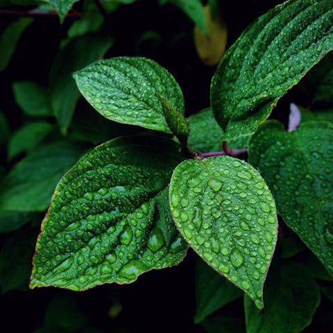 Vibrant green leaves covered in dewdrops, captured in Hol, Norway, showcasing nature's freshness.