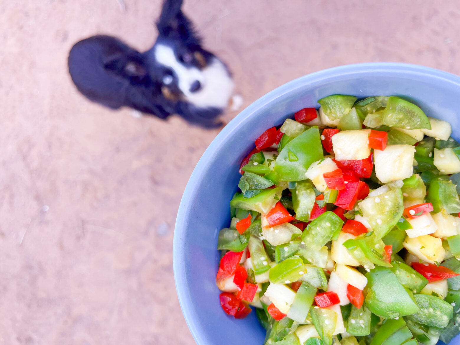 Grilled pineapple salsa verde in a bowl with a austrilian shepard in the back.