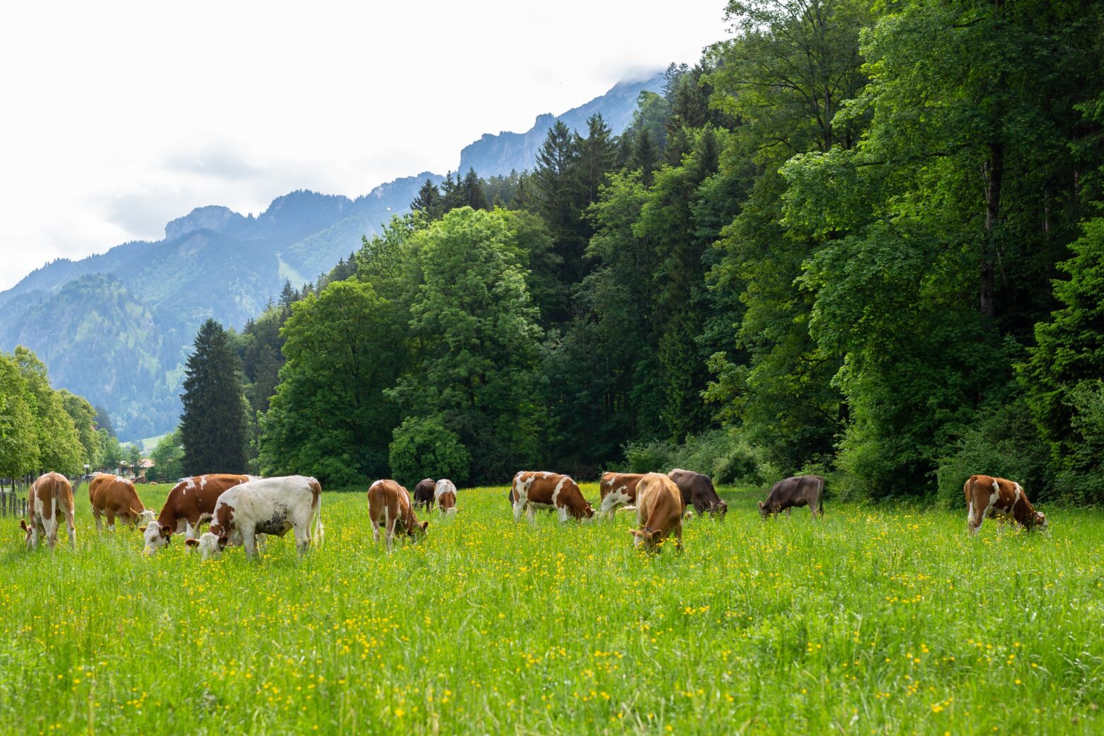 Cows graze on a grassy pasture at the foot of a mountain range.