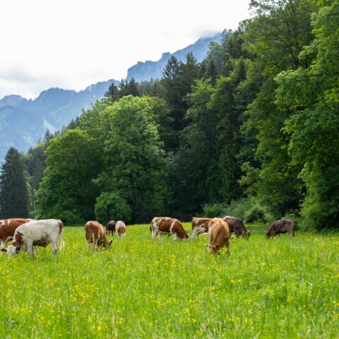 Cows graze on a grassy pasture at the foot of a mountain range.