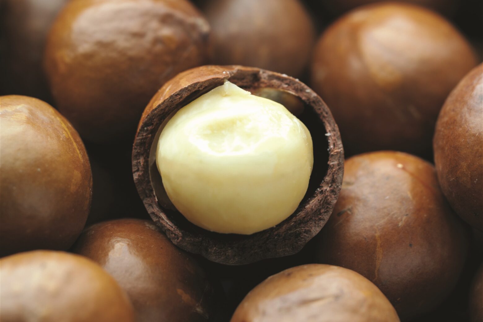 Macadamia kernel inside its shell on top of whole macadamia nuts.