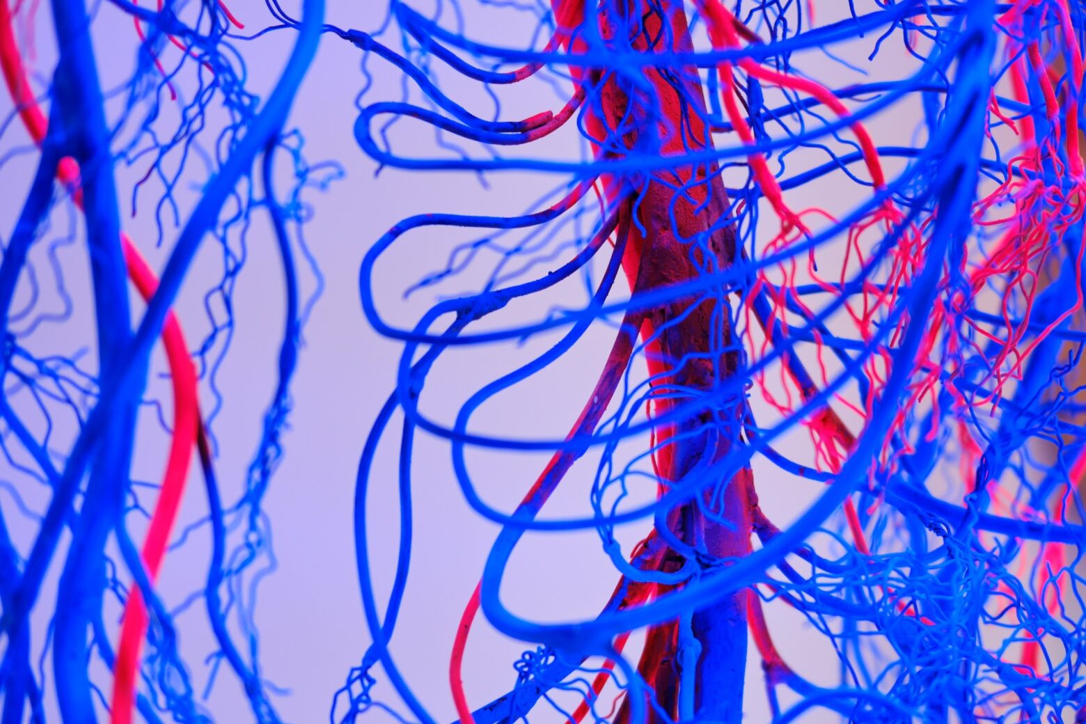 Human heart and circulatory system blue and red veins