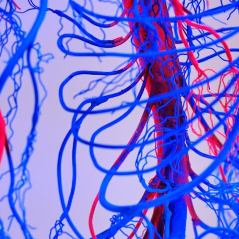 Human heart and circulatory system blue and red veins