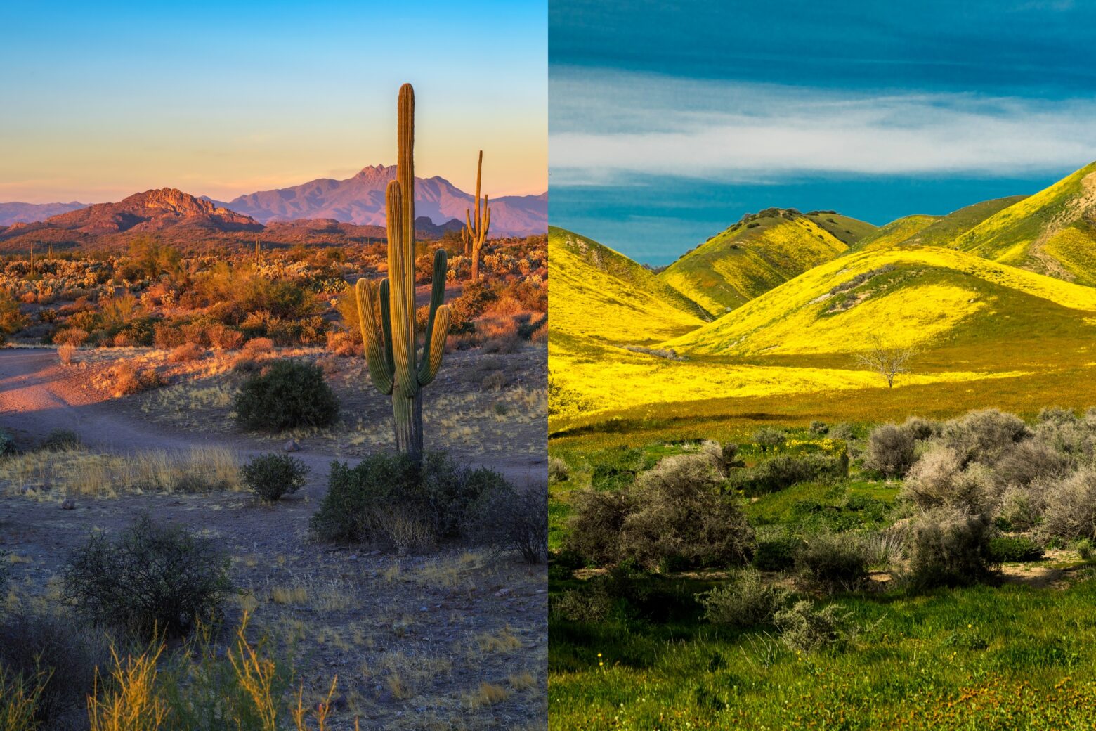 Composite image of Saguaro cacti in a rocky desert and yellow flowers blooming in a hilly landscape.