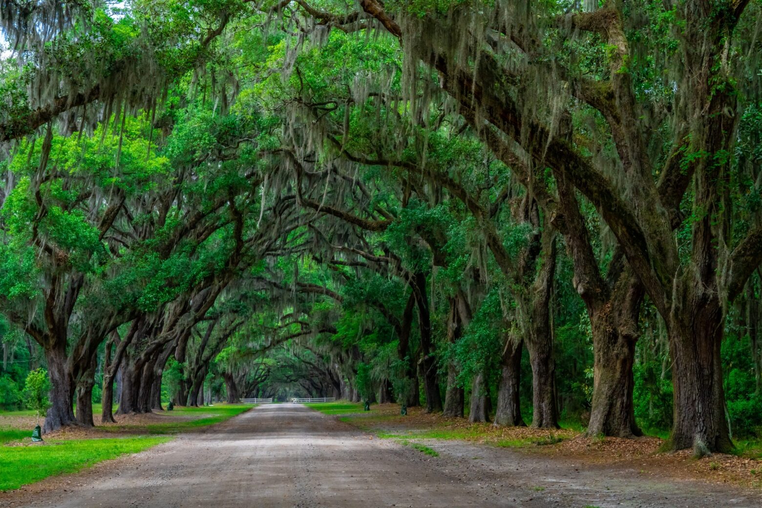 A road lined with trees that have Spanish moss hanging from the branches.