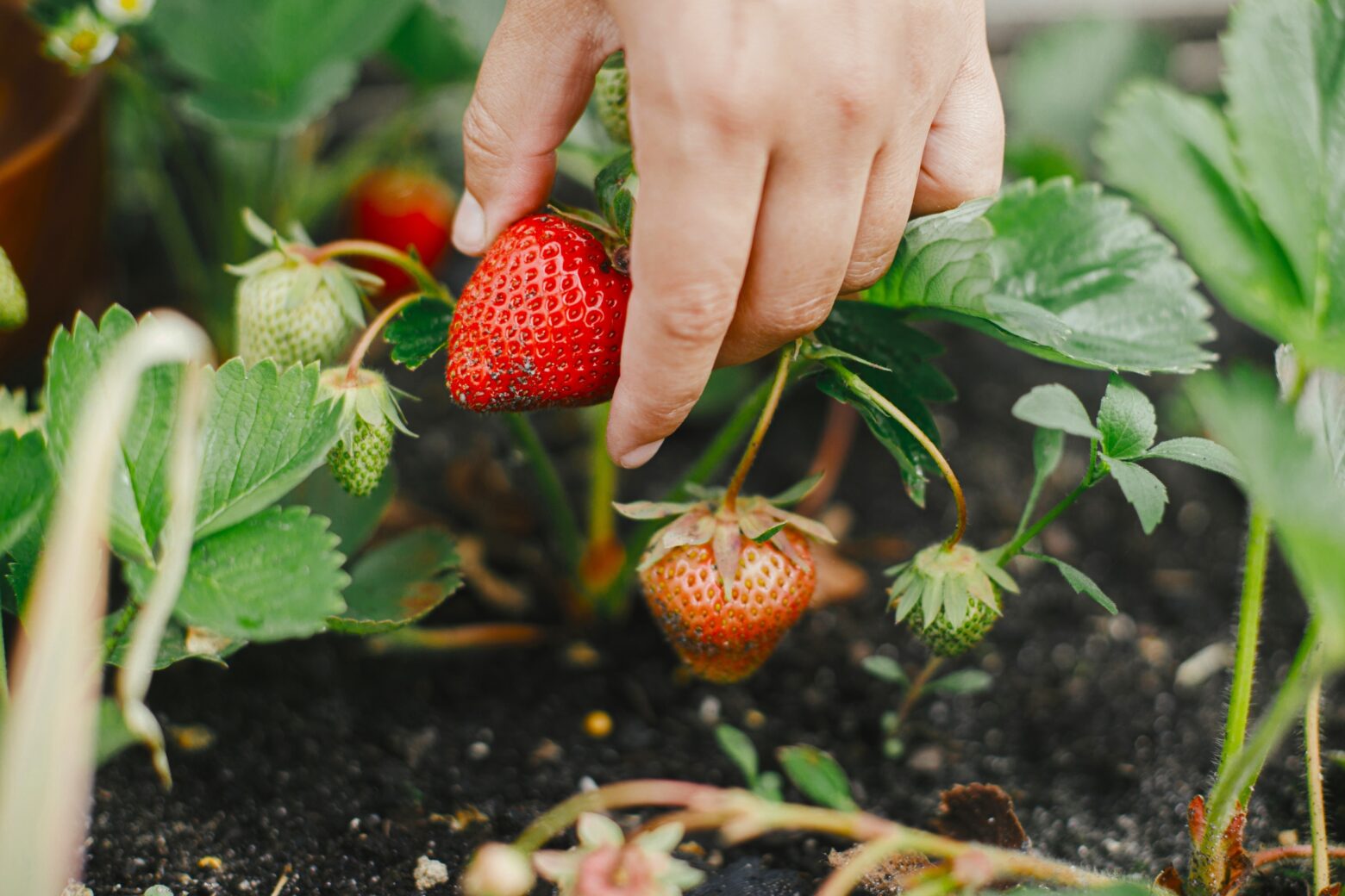 Closeup of a hand picking a homegrown strawberry.