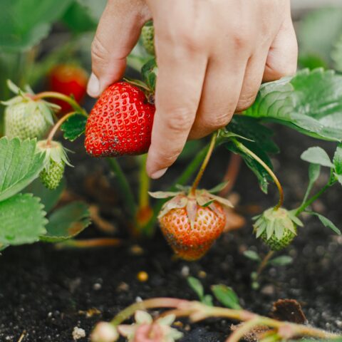 Closeup of a hand picking a homegrown strawberry.