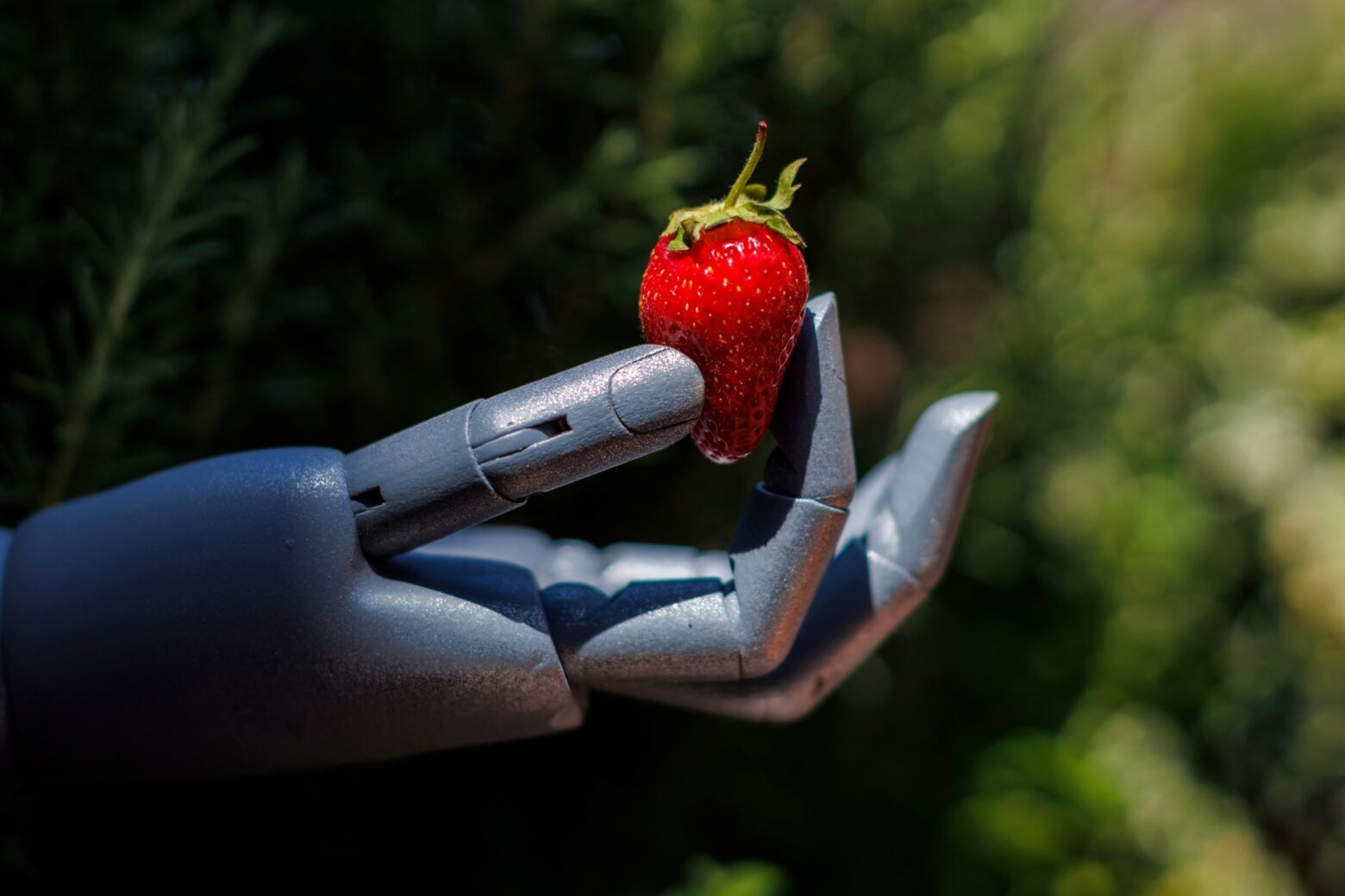 A robot hand holds up a ripe strawberry.