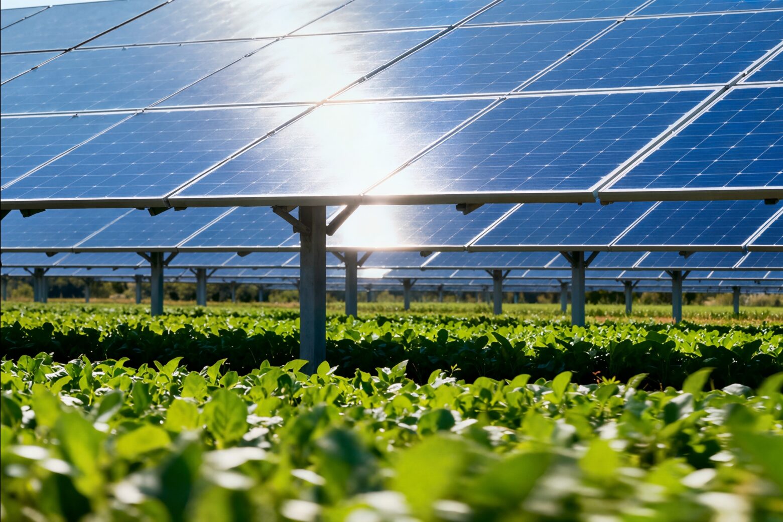 Solar panels over rows of crops.