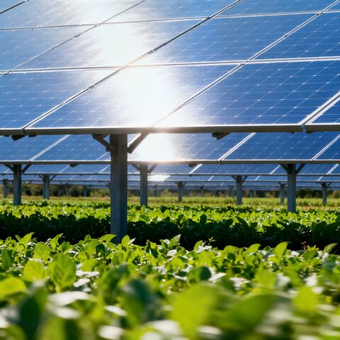 Solar panels over rows of crops.