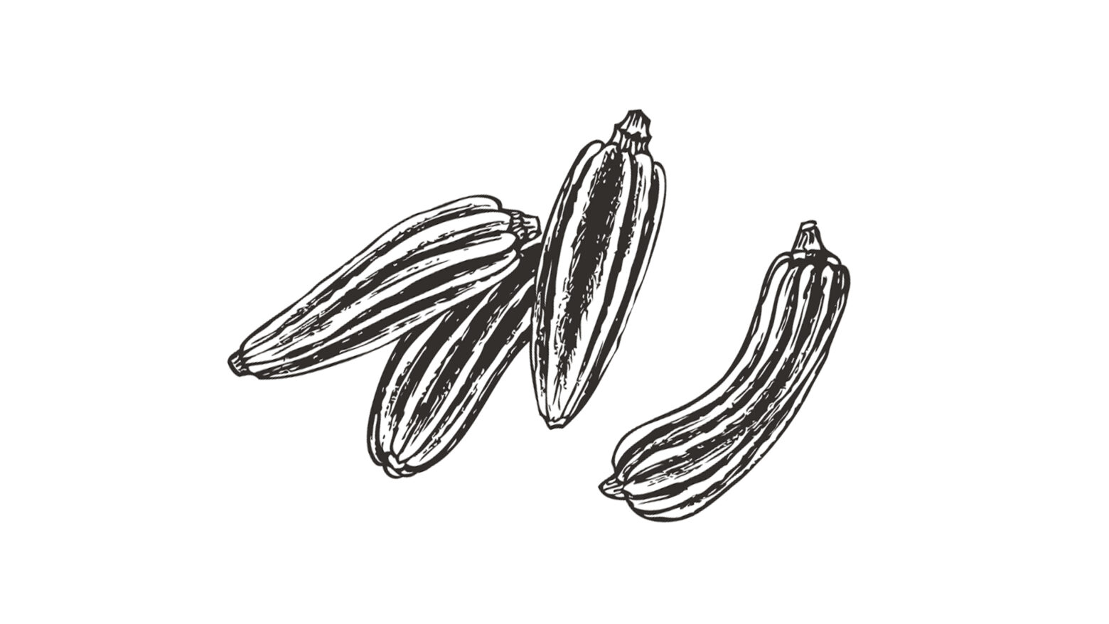 Illustration of fennel seeds.
