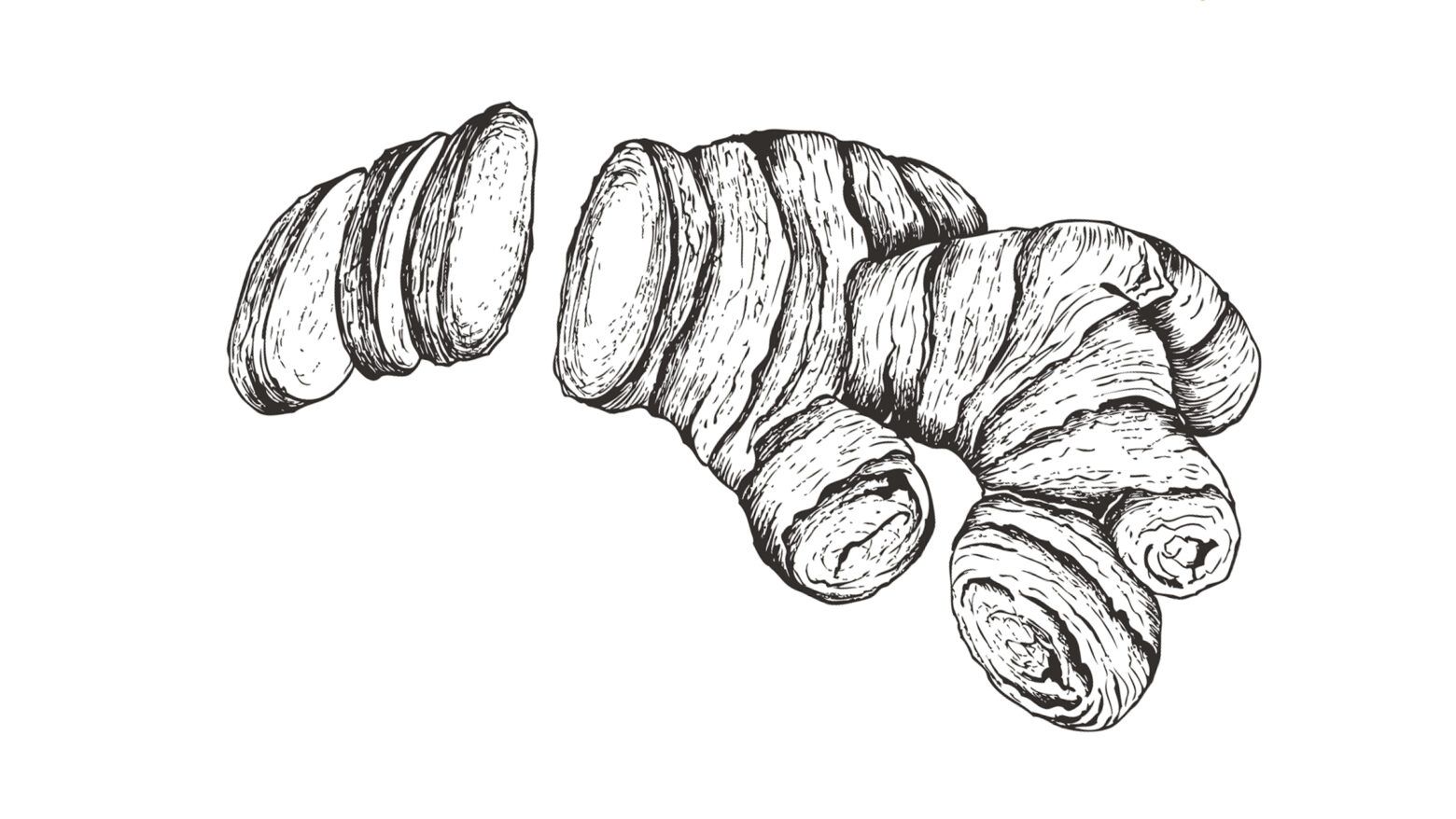 Illustration of ginger root.