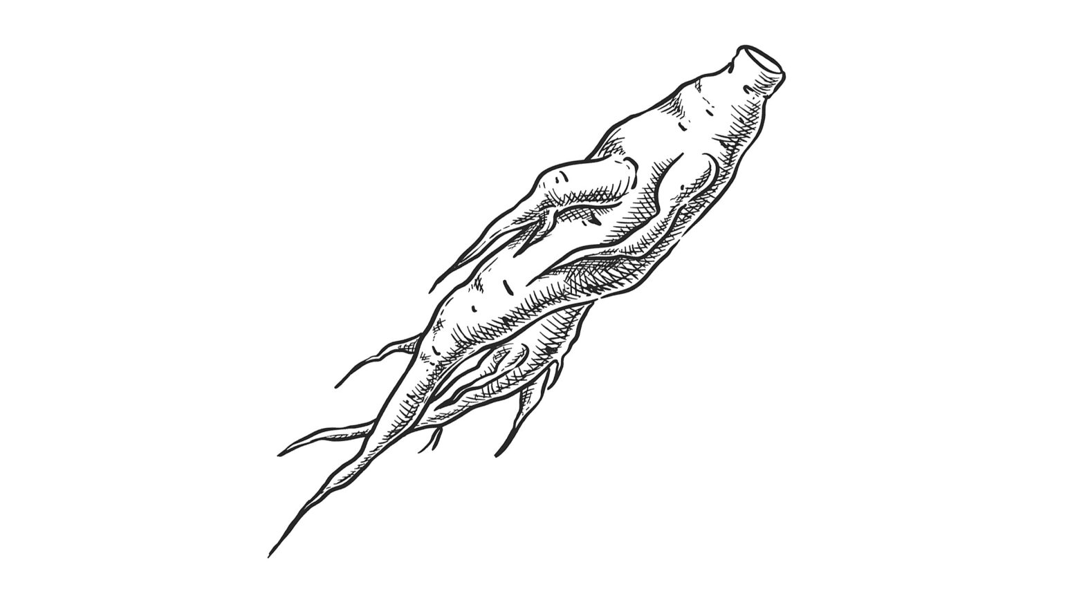Illustration of ginseng root.