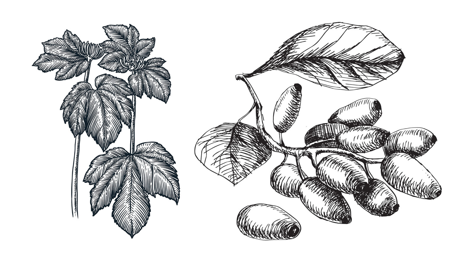 Illustrations of goldenseal and European barberry.