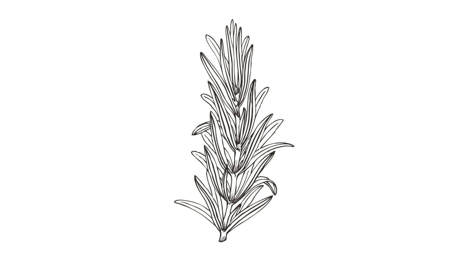 Illustration of a sprig of rosemary.