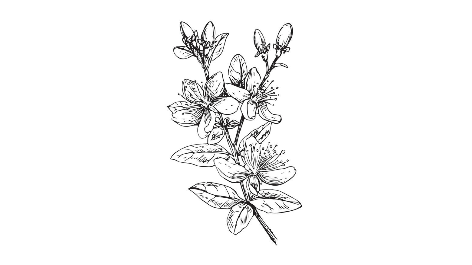 Illustration of St. John's wort.
