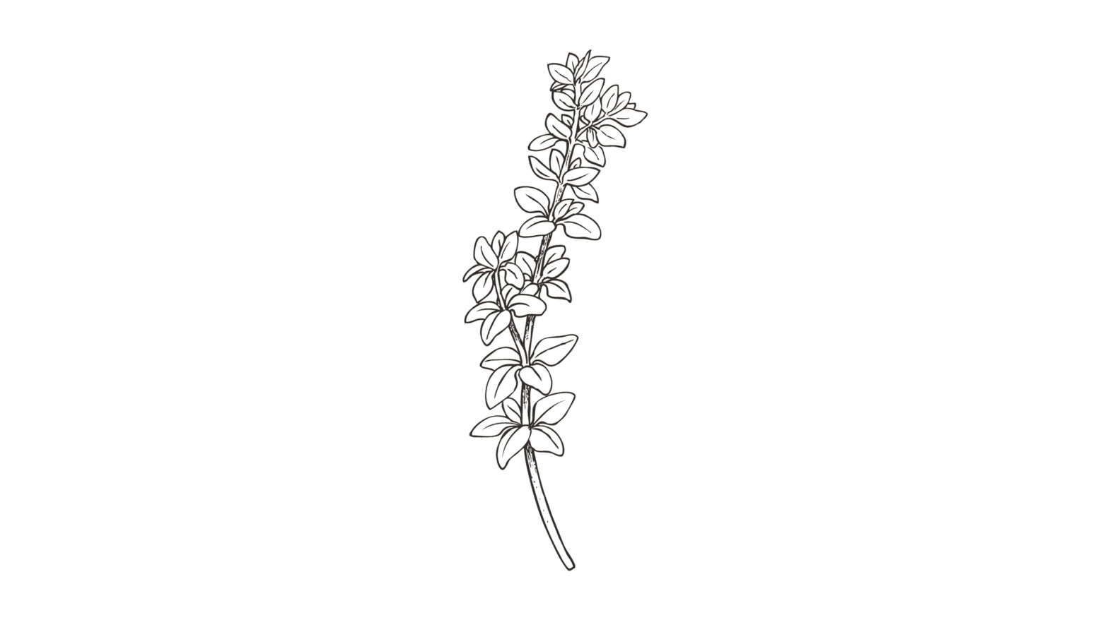 Illustration of a sprig of thyme.