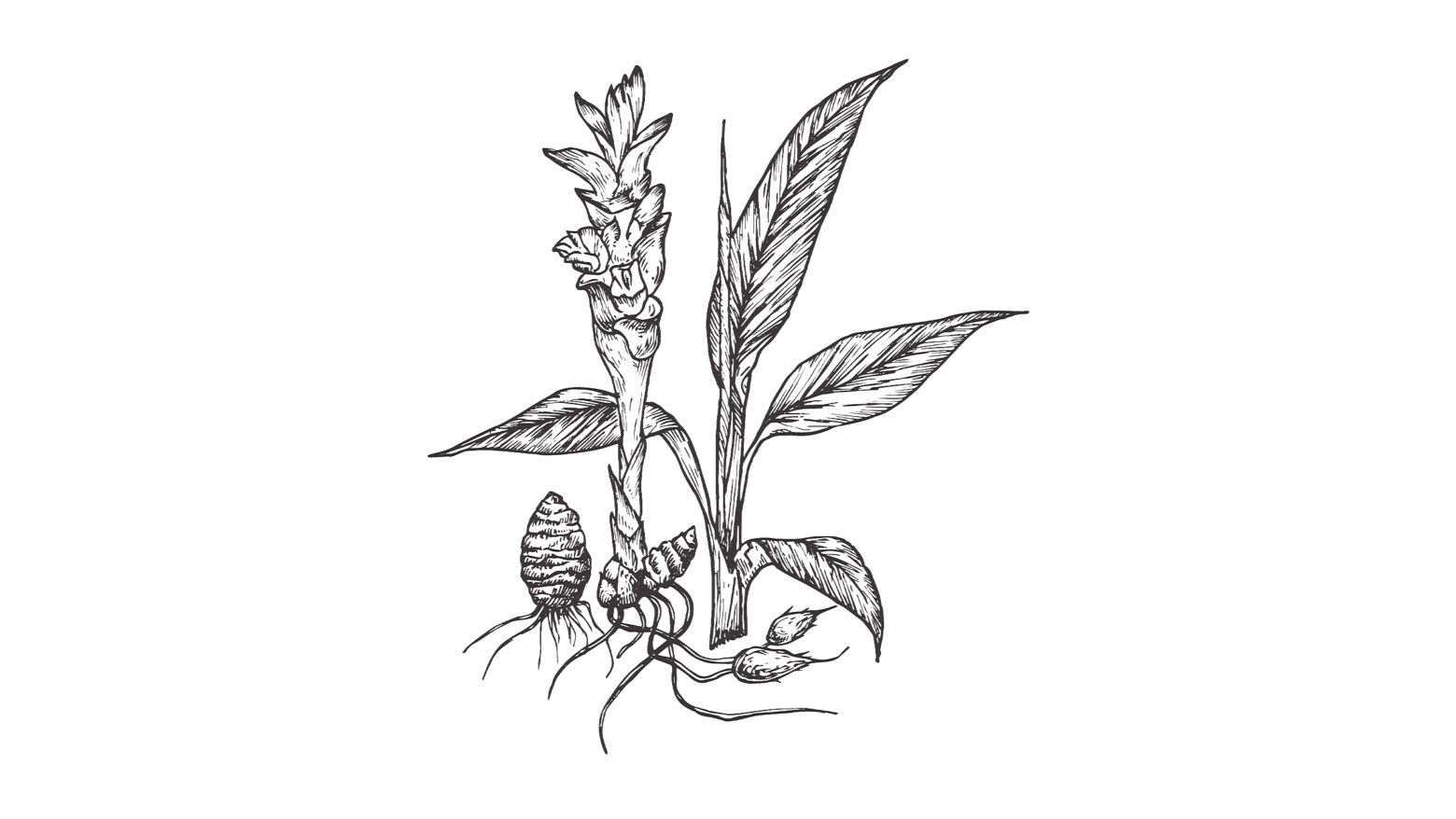 Illustration of turmeric.
