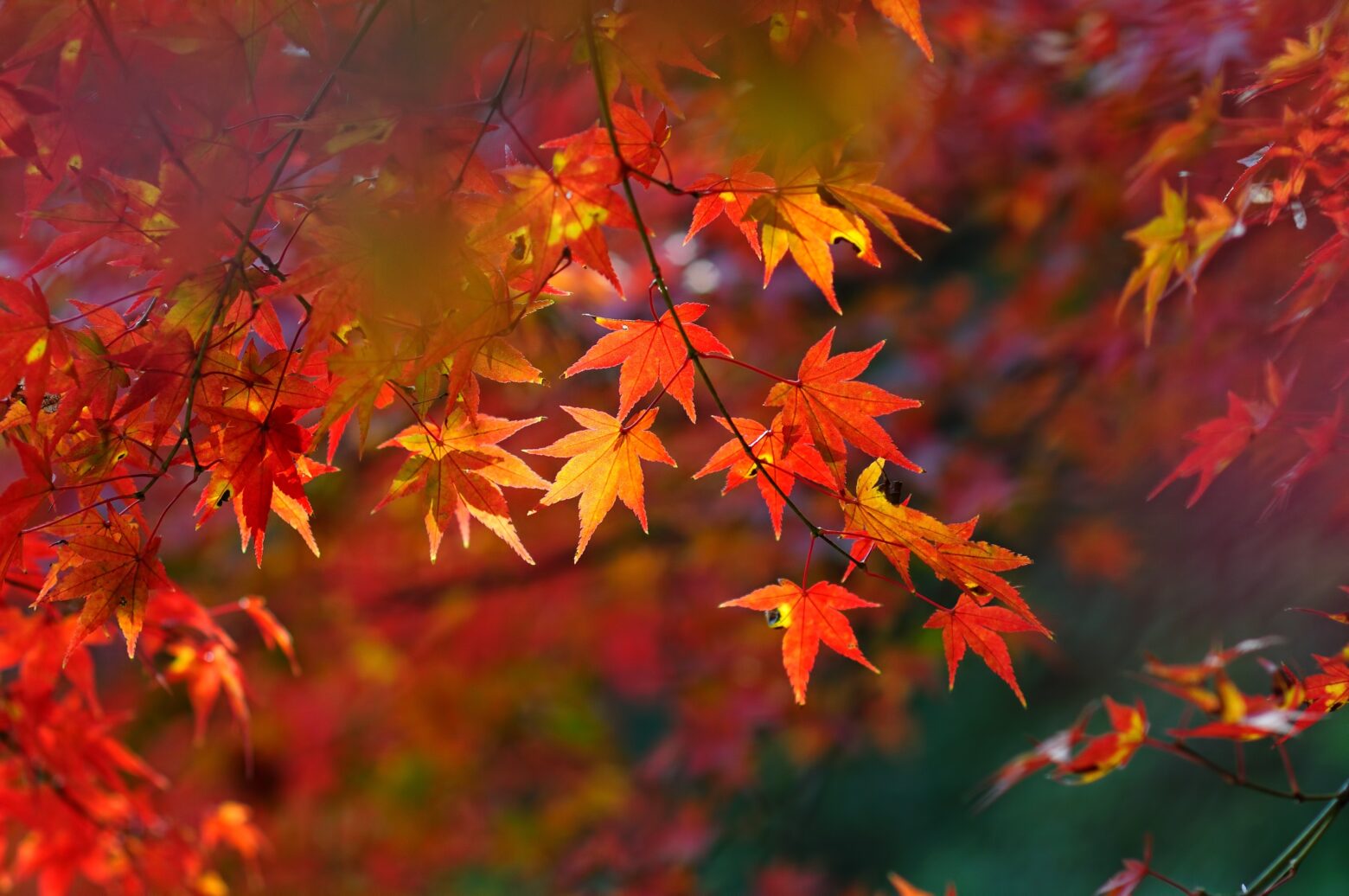 Light shining through red Japanese maple leaves.
