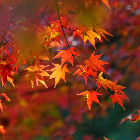 Light shining through red Japanese maple leaves.