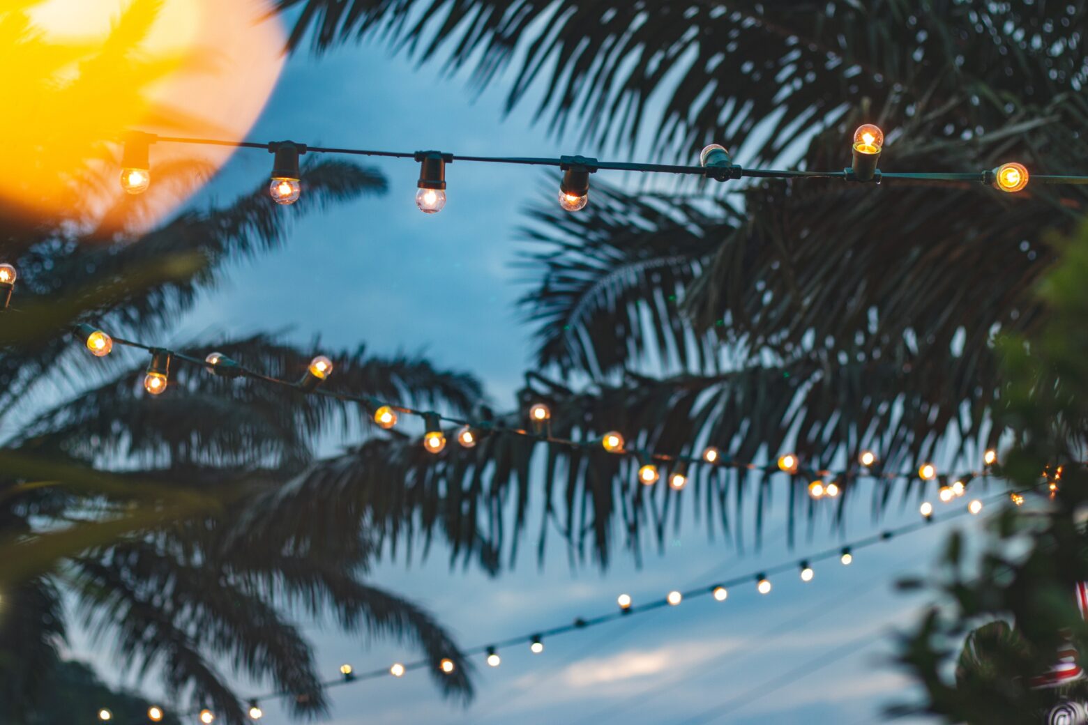 Shot of lights strung between palm trees at dusk.