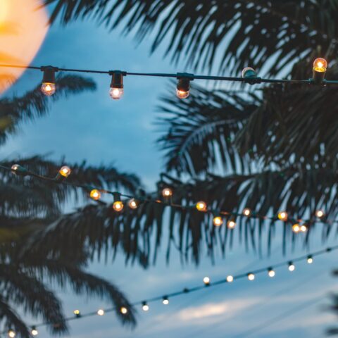 Shot of lights strung between palm trees at dusk.