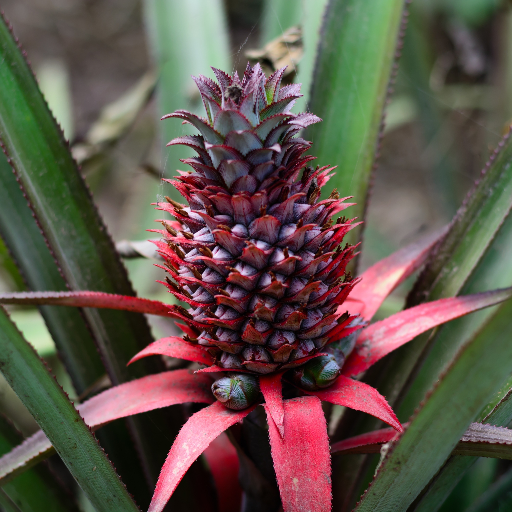Immature pink pineapple growing from a stalk.