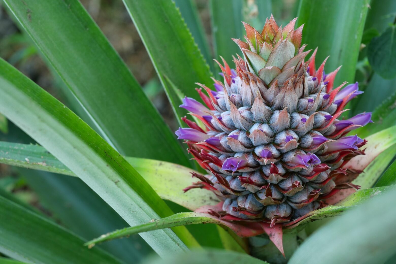 A squat pineapple shape covered in purple flowers.